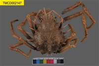 藏品(棘刺蜘蛛蟹)的圖片